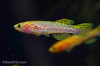 Fundulopanchax gardneri 'Gold'