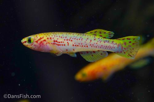 Fundulopanchax gardneri 'Gold'