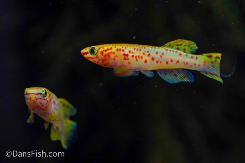 Fundulopanchax gardneri 'Gold'
