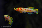 Fundulopanchax gardneri 'Gold'