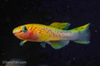 Fundulopanchax gardneri 'Gold'