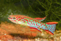 Fundulopanchax gardneri