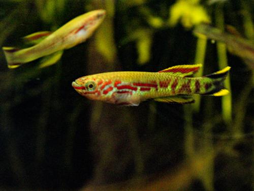 Fundulopanchax spoorenbergi