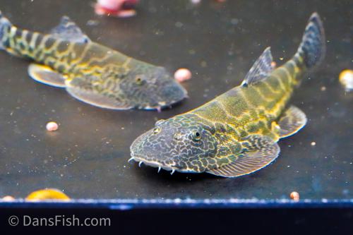 Gastromyzon lepidogaster "Malinau"