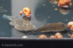 Gastromyzon ornaticauda
