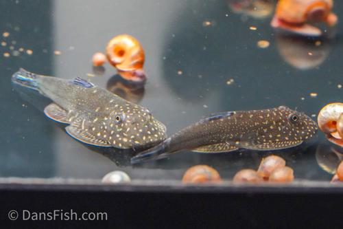 Gastromyzon ornaticauda