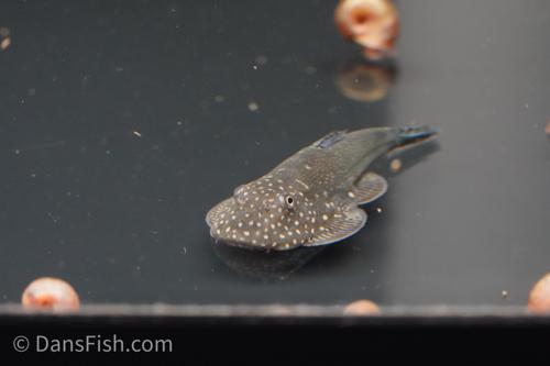 Gastromyzon ornaticauda