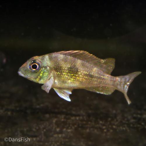 Geophagus winemilleri