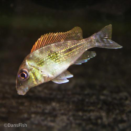 Geophagus winemilleri