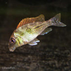 Geophagus winemilleri