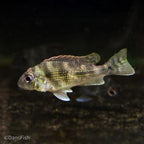 Geophagus winemilleri