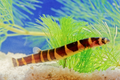 Giant Kuhli Loach