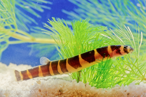 Giant Kuhli Loach
