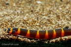 Giant Kuhli Loach