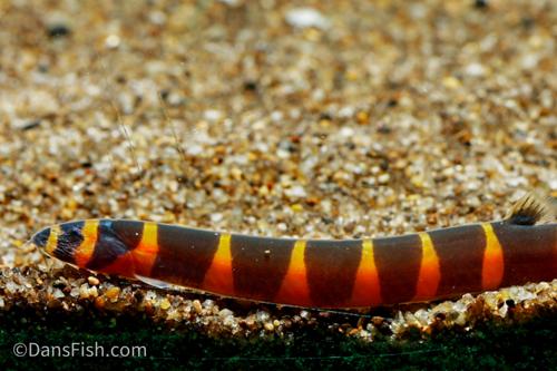 Giant Kuhli Loach