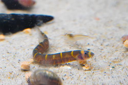 Giant Kuhli Loach