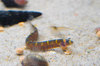 Giant Kuhli Loach