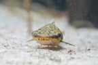 Giant Otocinclus