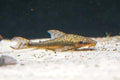 Giant Otocinclus