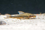 Giant Otocinclus