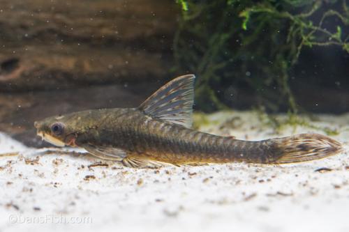 Giant Otocinclus
