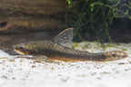 Giant Otocinclus