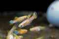 Ginga Rubra Guppy