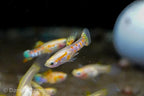 Ginga Rubra Guppy