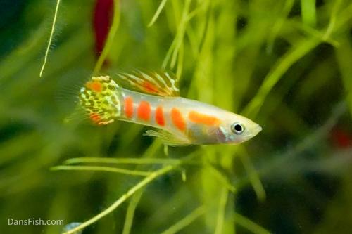Ginga Rubra Guppy
