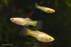 Ginga Rubra Guppy