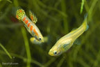 Ginga Rubra Guppy