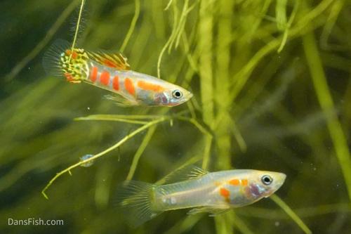 Ginga Rubra Guppy