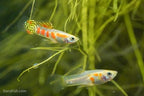 Ginga Rubra Guppy