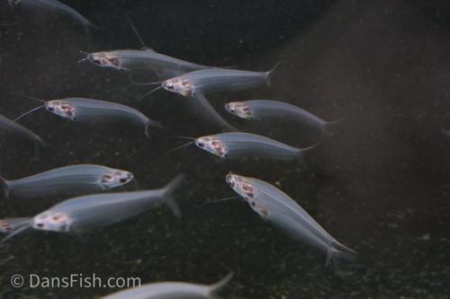 Glass Catfish
