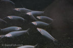 Glass Catfish