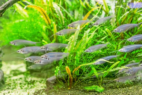 Glass Catfish