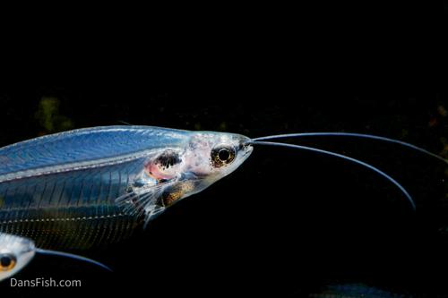 Glass Catfish
