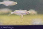 Zig-Zag Rainbowfish