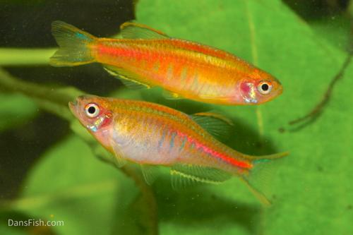 Glowlight Danio
