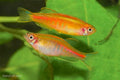 Glowlight Danio