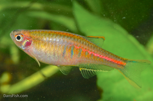 Glowlight Danio