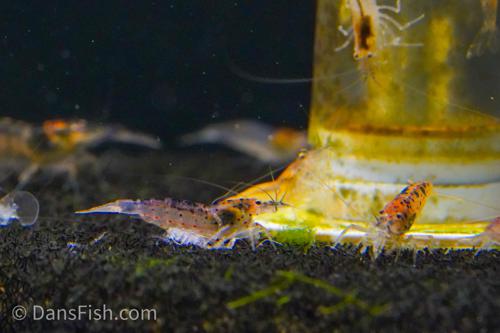Gold Amano Shrimp, (4 pack)