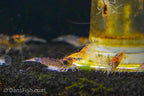 Gold Amano Shrimp, (4 pack)