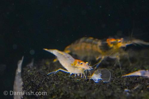 Gold Amano Shrimp, (4 pack)