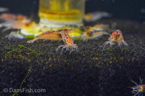 Gold Amano Shrimp, (4 pack)
