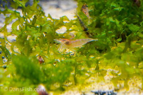 Gold Amano Shrimp, (4 pack)