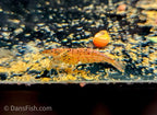 Gold Amano Shrimp, (4 pack)