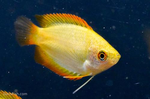 Gold Honey Gourami VIRUS FREE
