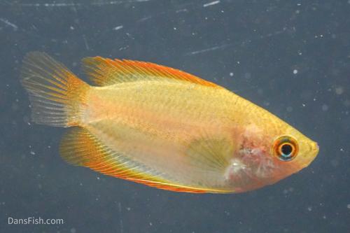 Gold Honey Gourami VIRUS FREE