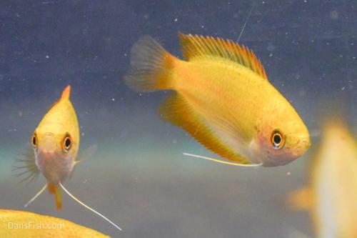 Gold Honey Gourami VIRUS FREE